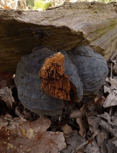 Senescent fruit bodies on fallen wood at Burnham Beeches, UK.
